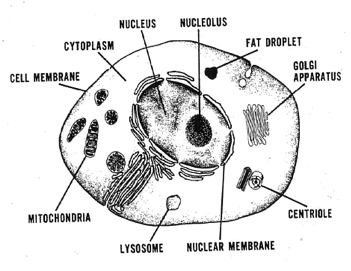 The structure of a cell.