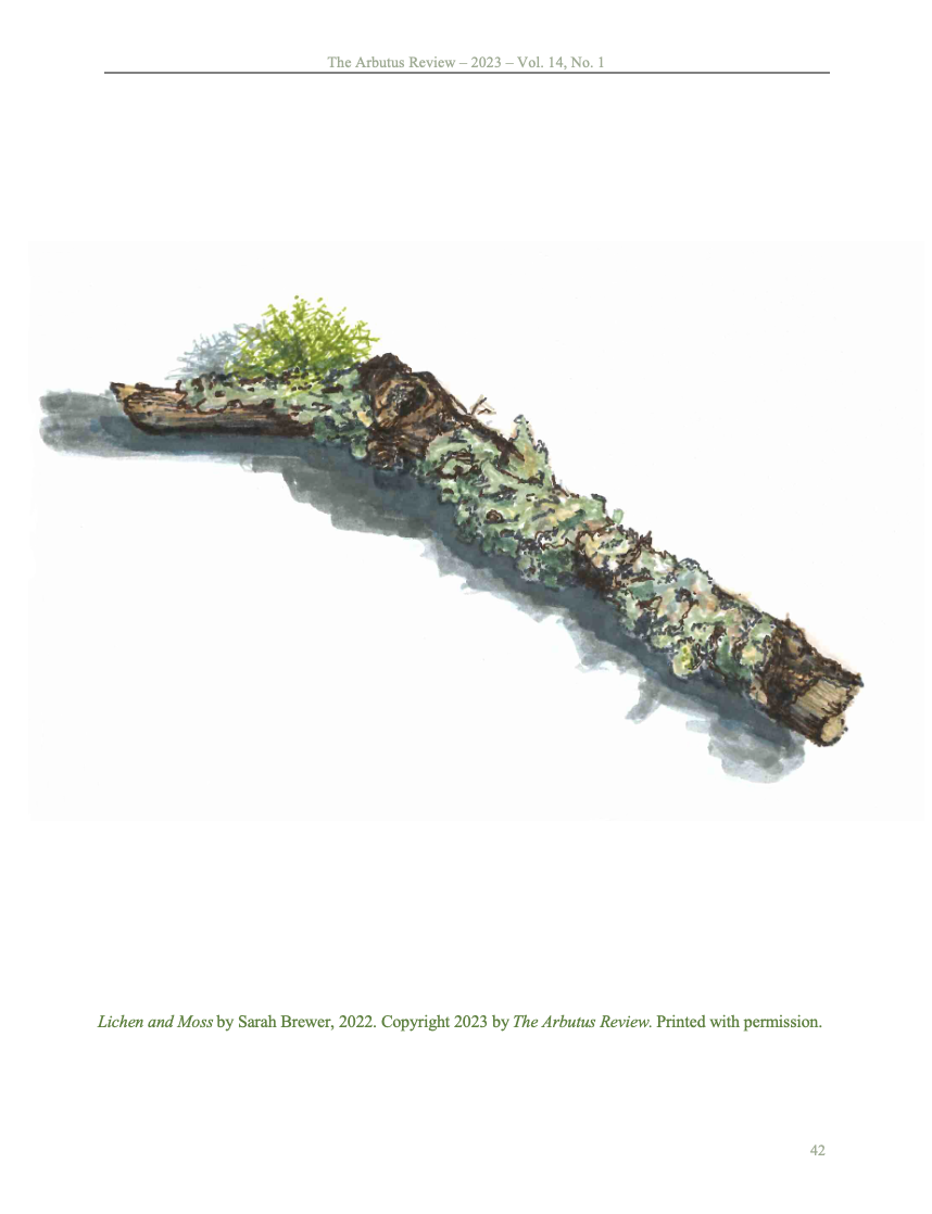 Image of a branch with moss and lichen by artist Sarah Brewer
